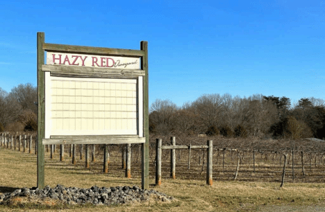 Hazy Red Vineyard